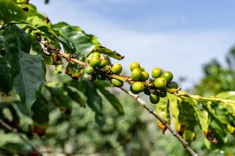 A bunch of green fruit hanging from a tree Stock Photos