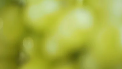 Bunch of green grapes Stock Footage 118159640