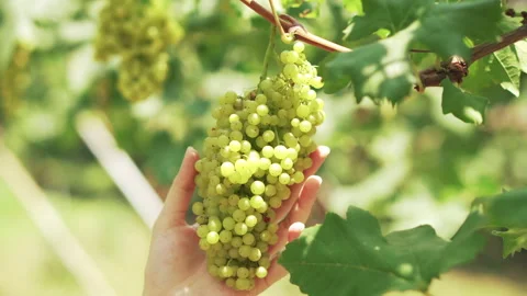 Bunch of green grapes hung down, and the woman took the grapes. Vidéo 186925258