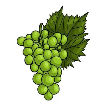 Bunch of green grapes with leaf. Vector illustration. Stock Illustration