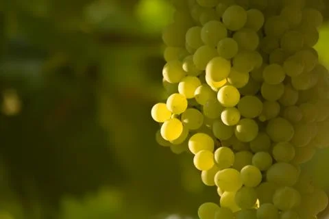 A bunch of green grapes Stock Photos