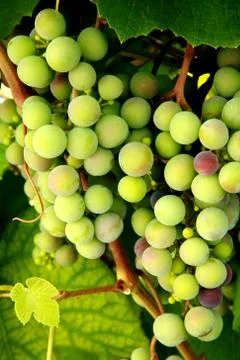 Bunch of green grapes Stock Photos