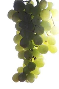Bunch of green grapes Stock Photos