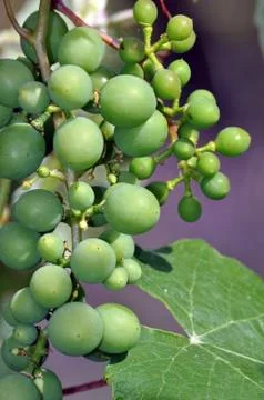 Bunch of green grapes Stock Photos