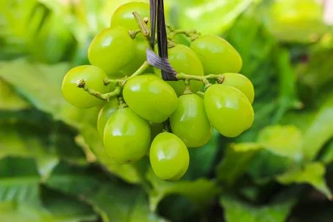 Bunch of green grapes	 Stock Photos