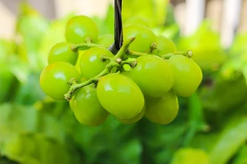 Bunch of green grapes	 Stock Photos