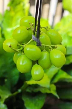 Bunch of green grapes	 Stock Photos