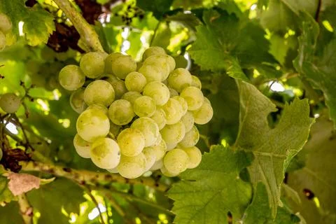 Bunch of green grapes Stock Photos