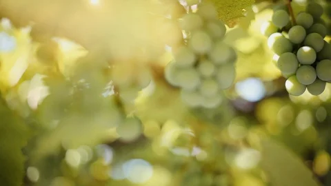Bunch Of Green Grapes On Vine Stock Footage 92364768