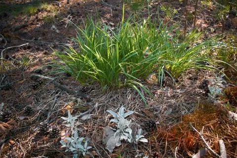 Bunch of green grass in the forest. Stock Photos