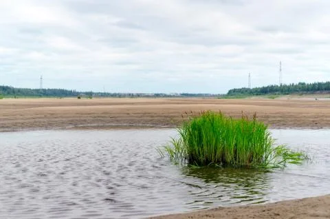 A bunch of green grass grows in a puddle near the river with power line poles Stock-Fotos