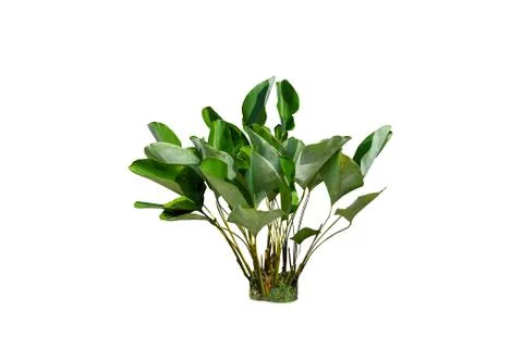 A bunch of green grass. Isolate on white background Stock Photos
