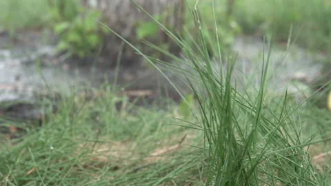 Bunch of green grass on a tree background 4K Video stock 90684907