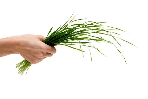 Bunch of the green herb Stock Photos
