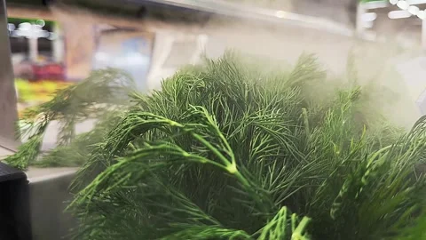 A bunch of green herbs are being washed in a machine 스톡 동영상 270742491