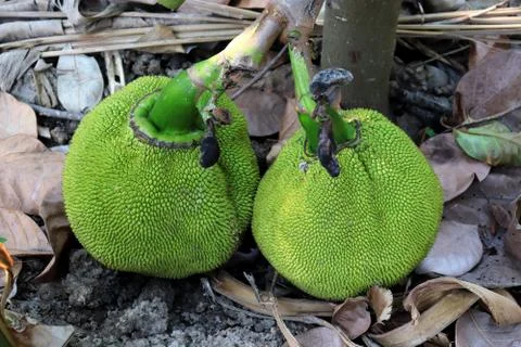 Bunch of green jack fruit with tree on ground. Stock Photos