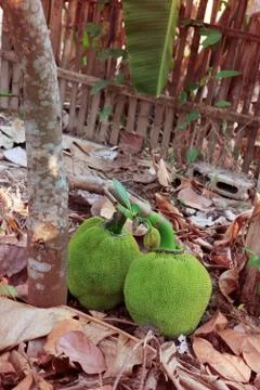 Bunch of green jack fruit with tree on ground. Stock Photos