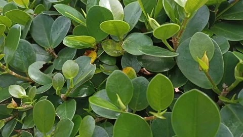 Bunch of green leaves Stock Footage 195975703