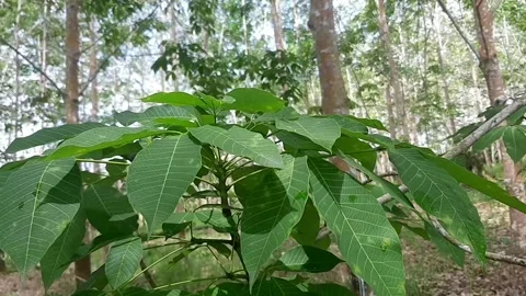 A bunch of green leaves in the wind Stock Footage 210380024