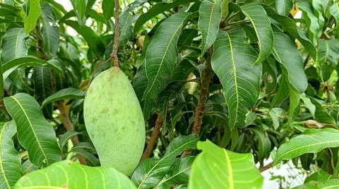 Bunch of green mango with blur leaf background Stock-Fotos