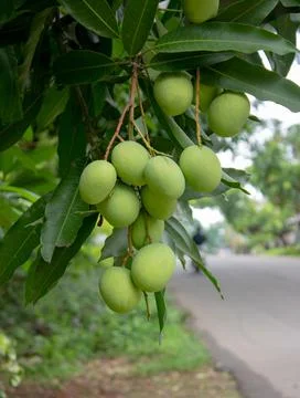 Bunch of green mango Stock Photos