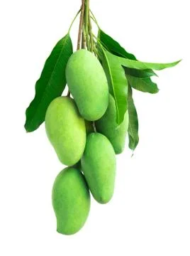 Bunch of green mango on white background Stock Photos