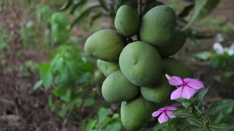 Bunch of green mangoes on tree. Bunch of green unripe mango on tree in garden Stock Footage 143452745