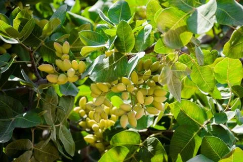 Bunch of green Pistachio nut shells Foto stock