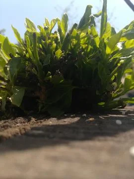 The bunch of green plants 스톡 사진