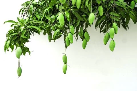 Bunch of green ripe mango on a tree in the garden. on a white background. Stock Photos