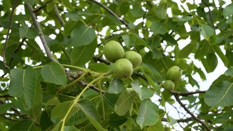 Bunch of green ripening walnut tree fruits Stock Footage 312234308
