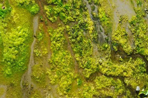 A bunch of green sea algae Stock Photos