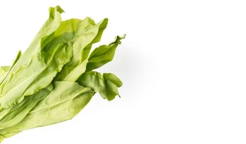 Bunch of green sorrel Stock Photos