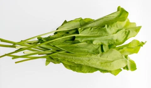 Bunch of green sorrel Stock Photos