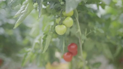 A bunch of green tomatoes hanging from a tree Stock Footage 297840990
