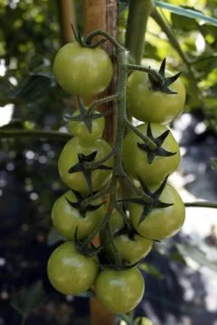 Bunch of green tomatoes 스톡 사진