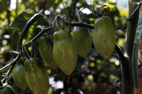 Bunch of green tomatoes Stock Photos