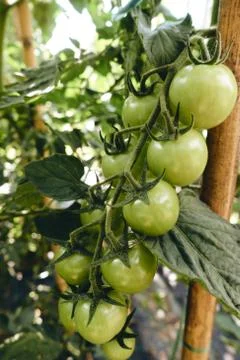 Bunch of green tomatoes 스톡 사진