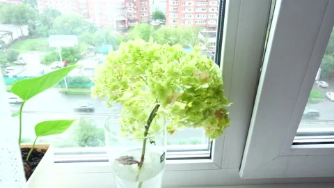 A bunch of greenery on the window and a flower Stock Footage 138681089