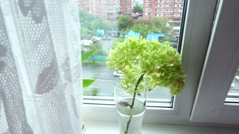 A bunch of greenery on the window Stock Footage 138681097