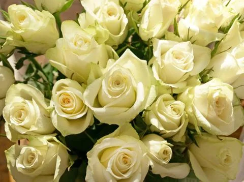 Bunch of greenish white roses, background Stock Photos
