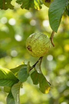 Bunch of guava fruits and leaf in a tree Stock Photos