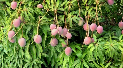 Bunch of Haden Mangos hanging on mango tree Stock Footage 25541034