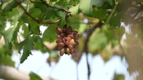 Bunch of half ripe grapes on a tree on a blurry background Stock Footage 258642282