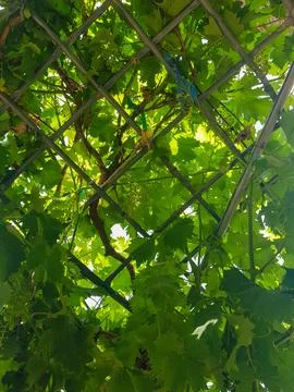 A Bunch of Hanging Grapes Stock Photos