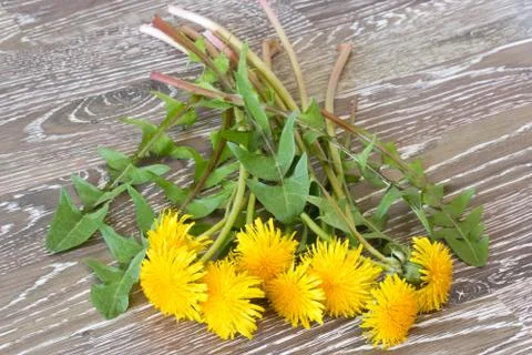 Bunch of hawkbit Foto stock