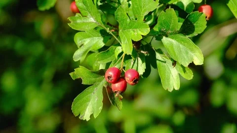 A bunch of hawthorn berries Stock Footage 315514858