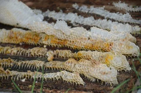 A bunch of honeycomb is on the ground Stock Photos