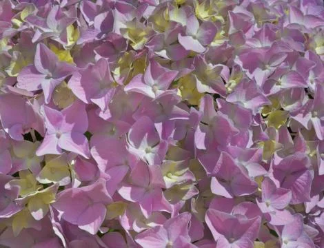 Bunch of hydrangea flowers Stock Photos