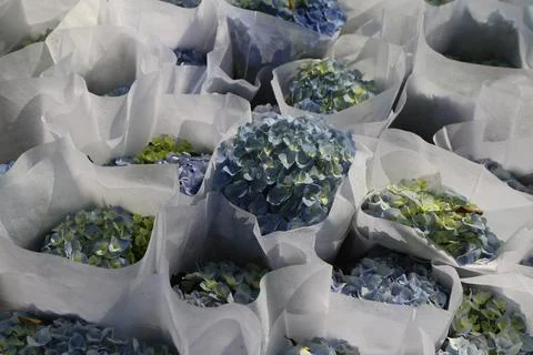 A bunch of hydrangeas wrapped in white paper, each with different shades an.. Stock Photos